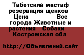 Тибетский мастиф резервация щенков › Цена ­ 100 000 - Все города Животные и растения » Собаки   . Костромская обл.